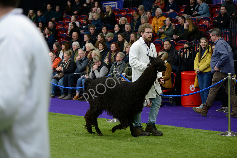 IWM5852 
 BAS National Show 2024 
 Keywords: British Alpaca Society, National Show, 2024, Champion of Champions Fleece Show, Alpaca, Suri, Huacaya