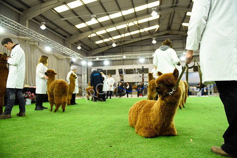 IWP3688 
 HOEAG Spring Fiesta 2024 
 Keywords: Heart of England Alpaca Group, Spring Fiesta 2024, Alpaca Show, Fleece Show Alpaca, Suri, Huacaya