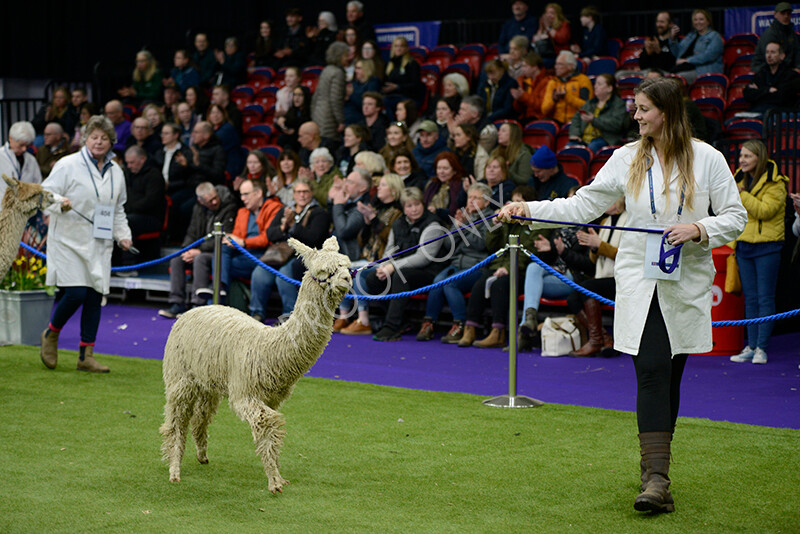 IWM5832 
 BAS National Show 2024 
 Keywords: British Alpaca Society, National Show, 2024, Champion of Champions Fleece Show, Alpaca, Suri, Huacaya