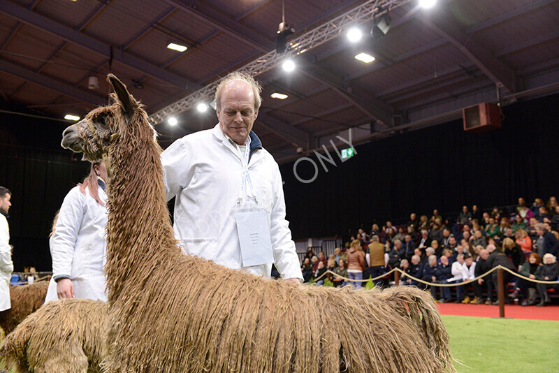 IWM0128 
 Photography of BAS National Show 2023 
 Keywords: Surrey Photographer, Alpacas, Suri, Huacaya, 2023, BAS, British Alpaca Society, Alpaca, Suri, Huacaya, Fleece Judging, Halter Show