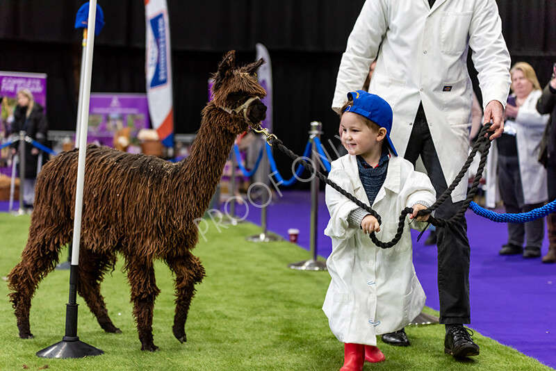 IWP0726 
 BAS National Show 2024 
 Keywords: British Alpaca Society, National Show, 2024, Champion of Champions Fleece Show, Alpaca, Suri, Huacaya