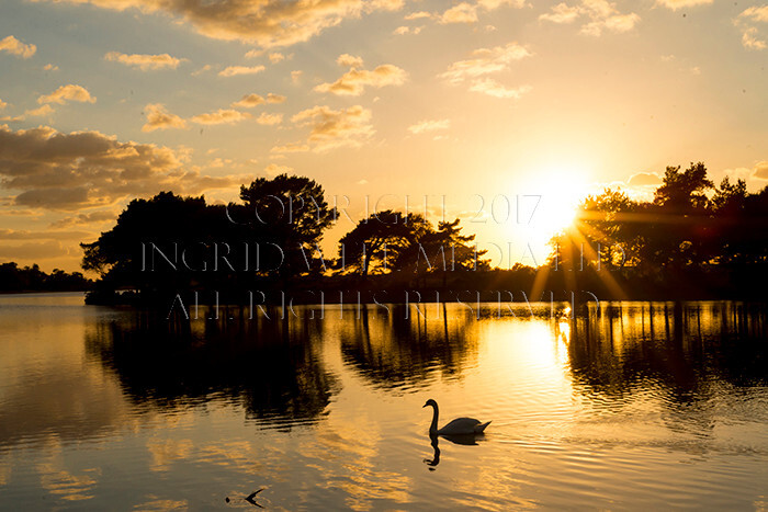 IWM9235 
 NEW FOREST 
 Keywords: INGRID WEEL MEDIA LTD, CORPORATE PHOTOGRAPHY SURREY, BUSINES PHOTOGRAPHY, WEDDING PHOTOGRAPHY, FINE ART PHOTOGRAPHY, FAMILY PHOTOGRAPHY, SOCIAL, BRITISH WILDLIFE, FALLOW DEER, DONKEY, SWAN, HATCHET POND