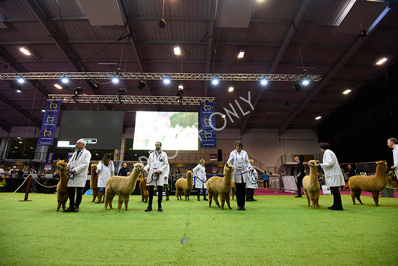 IWM4958 
 BAS National Show 2022 
 Keywords: Surrey Photographer, Alpacas, Suri, Huacaya, BAS National Show 2022, BAS' British Alpaca Society