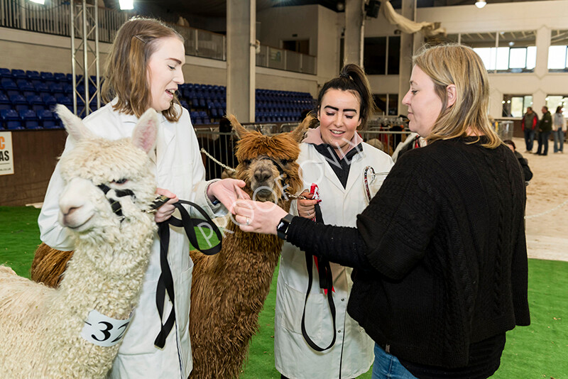 IWP8331 
 HoEAG Spring Fiesta 2022 
 Keywords: Surrey Photographer, Alpacas, Suri, Huacaya, HoEAG, Spring Fiesta, 2022, Heart of England Alpaca Group