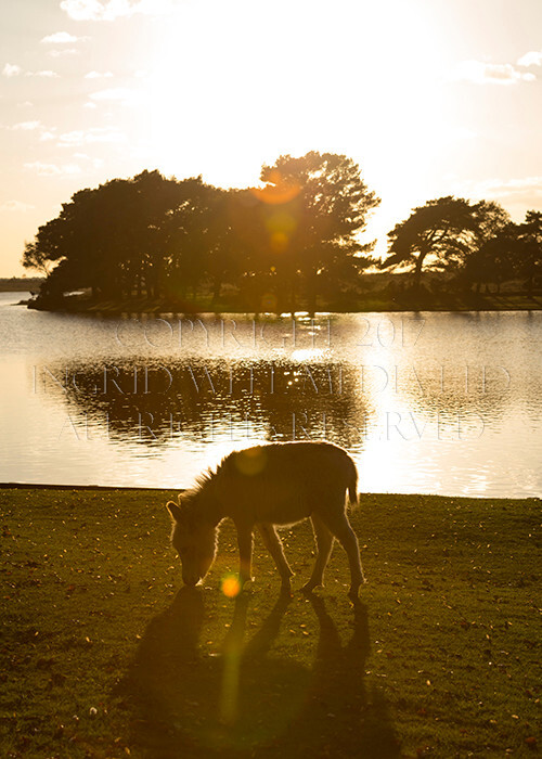 IWM9134 
 NEW FOREST 
 Keywords: INGRID WEEL MEDIA LTD, CORPORATE PHOTOGRAPHY SURREY, BUSINES PHOTOGRAPHY, WEDDING PHOTOGRAPHY, FINE ART PHOTOGRAPHY, FAMILY PHOTOGRAPHY, SOCIAL, BRITISH WILDLIFE, FALLOW DEER, DONKEY, SWAN, HATCHET POND