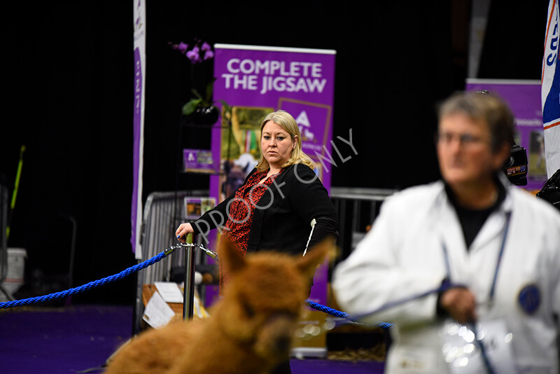 IWP0481 
 BAS National Show 2024 
 Keywords: British Alpaca Society, National Show, 2024, Champion of Champions Fleece Show, Alpaca, Suri, Huacaya