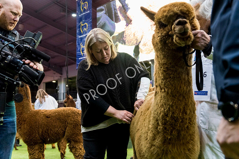 IWM5988 
 BAS National Show 2022 
 Keywords: Surrey Photographer, Alpacas, Suri, Huacaya, BAS National Show 2022, BAS' British Alpaca Society