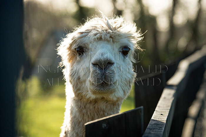 IWM0169 
 ALPACAS 
 Keywords: INGRID WEEL MEDIA LTD, ALPACAS, HUACAYA, SURI, BACKYARD ALPACA COMPANY, NORFOLK