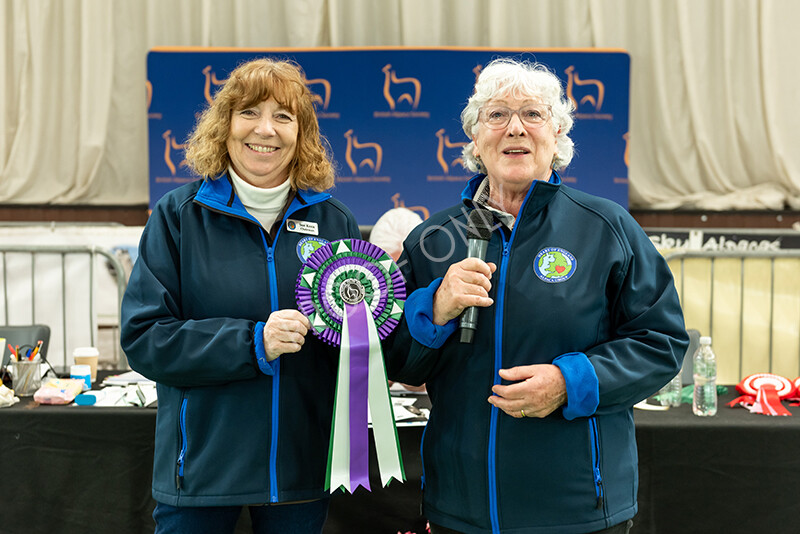 IWP3928 
 HOEAG Spring Fiesta 2024 
 Keywords: Heart of England Alpaca Group, Spring Fiesta 2024, Alpaca Show, Fleece Show Alpaca, Suri, Huacaya