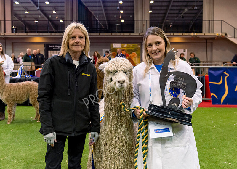 IWM0161 
 Photography of BAS National Show 2023 
 Keywords: Surrey Photographer, Alpacas, Suri, Huacaya, 2023, BAS, British Alpaca Society, Alpaca, Suri, Huacaya, Fleece Judging, Halter Show