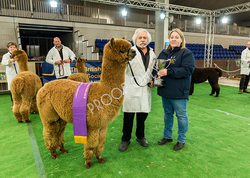 IWP8484 
 HoEAG Spring Fiesta 2022 
 Keywords: Surrey Photographer, Alpacas, Suri, Huacaya, HoEAG, Spring Fiesta, 2022, Heart of England Alpaca Group