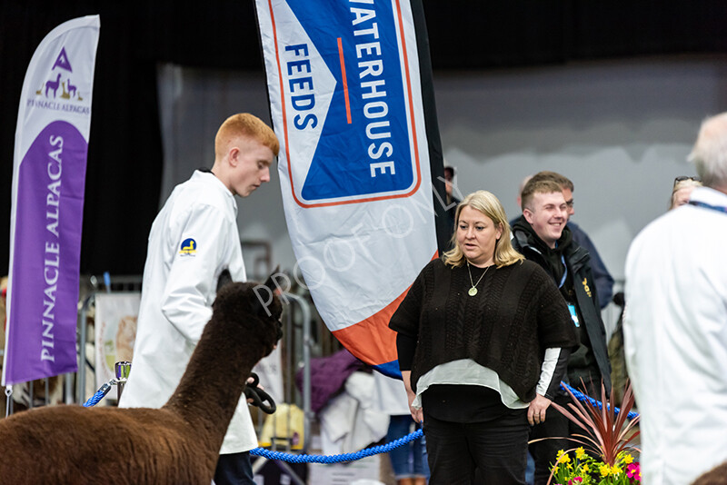 IWP9954 
 BAS National Show 2024 
 Keywords: British Alpaca Society, National Show, 2024, Champion of Champions Fleece Show, Alpaca, Suri, Huacaya