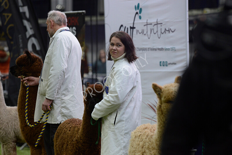 IWM5919 
 BAS National Show 2024 
 Keywords: British Alpaca Society, National Show, 2024, Champion of Champions Fleece Show, Alpaca, Suri, Huacaya