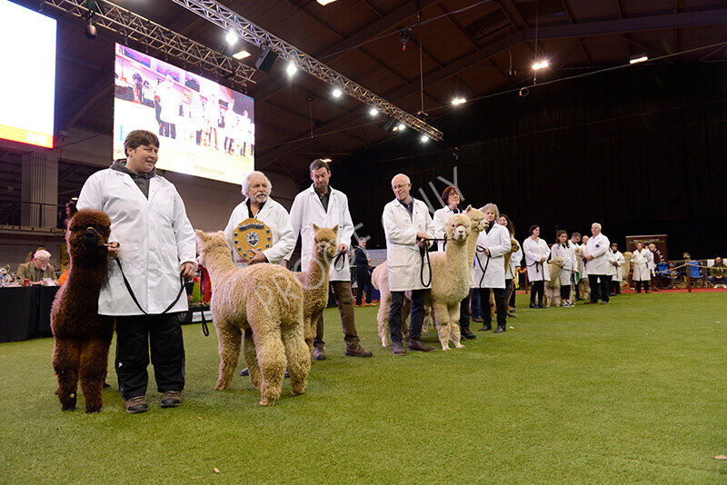 IWM9597 
 Photography of BAS National Show 2023 
 Keywords: Surrey Photographer, Alpacas, Suri, Huacaya, 2023, BAS, British Alpaca Society, Alpaca, Suri, Huacaya, Fleece Judging, Halter Show