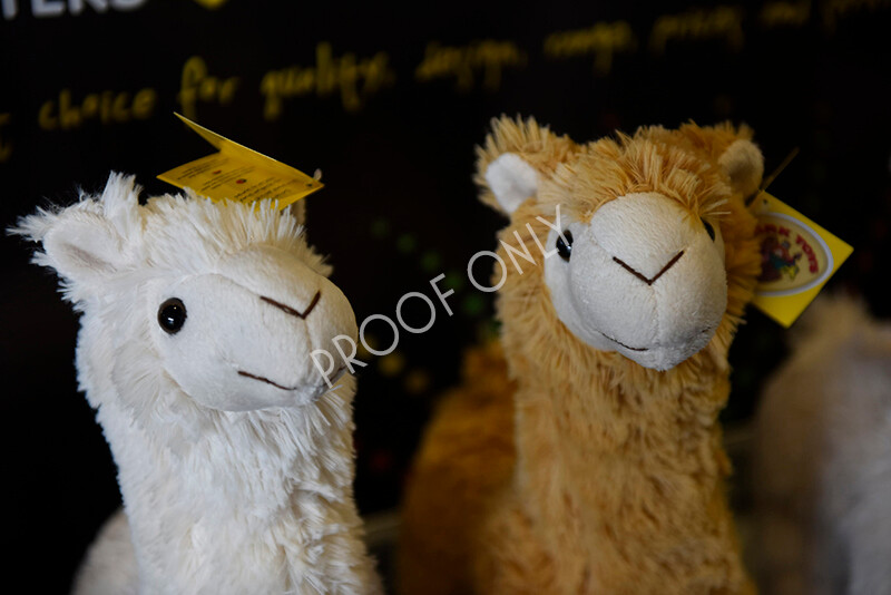 IWM4552 
 BAS National Show 2022 
 Keywords: Surrey Photographer, Alpacas, Suri, Huacaya, BAS National Show 2022, BAS' British Alpaca Society