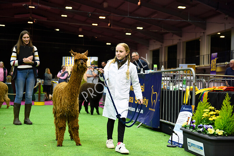 IWM5715 
 BAS National Show 2022 
 Keywords: Surrey Photographer, Alpacas, Suri, Huacaya, BAS National Show 2022, BAS' British Alpaca Society