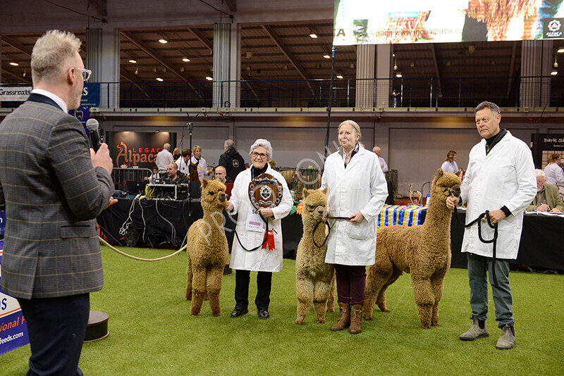 IWM9628 
 Photography of BAS National Show 2023 
 Keywords: Surrey Photographer, Alpacas, Suri, Huacaya, 2023, BAS, British Alpaca Society, Alpaca, Suri, Huacaya, Fleece Judging, Halter Show