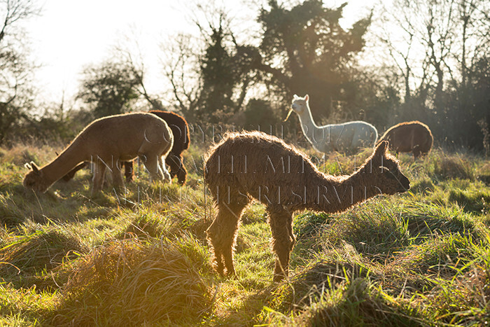 IWM0178 
 ALPACAS 
 Keywords: INGRID WEEL MEDIA LTD, ALPACAS, HUACAYA, SURI, BACKYARD ALPACA COMPANY, NORFOLK