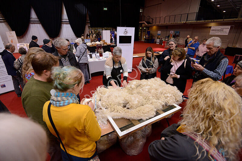 IWM8772 
 Photography of BAS National Show 2023 
 Keywords: Surrey Photographer, Alpacas, Suri, Huacaya, 2023, BAS, British Alpaca Society, Alpaca, Suri, Huacaya, Fleece Judging, Halter Show