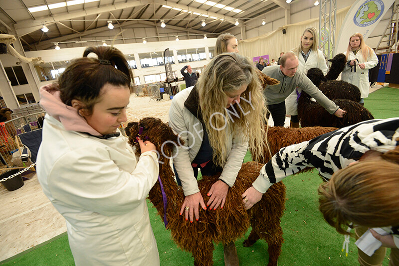 IWM7352 
 HoEAG Spring Fiesta 2022 
 Keywords: Surrey Photographer, Alpacas, Suri, Huacaya, HoEAG, Spring Fiesta, 2022, Heart of England Alpaca Group