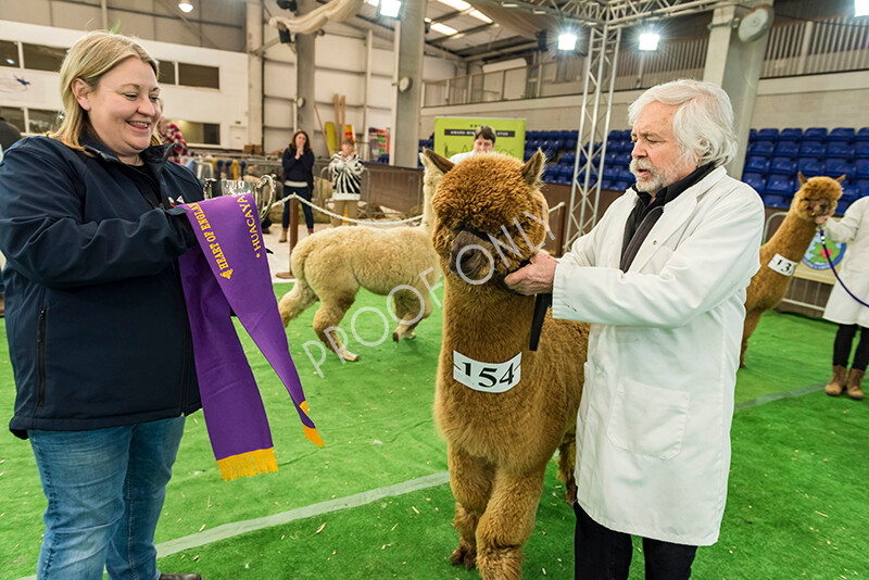 IWP8478 
 HoEAG Spring Fiesta 2022 
 Keywords: Surrey Photographer, Alpacas, Suri, Huacaya, HoEAG, Spring Fiesta, 2022, Heart of England Alpaca Group