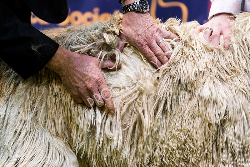 IWM5940 
 BAS National Show 2022 
 Keywords: Surrey Photographer, Alpacas, Suri, Huacaya, BAS National Show 2022, BAS' British Alpaca Society