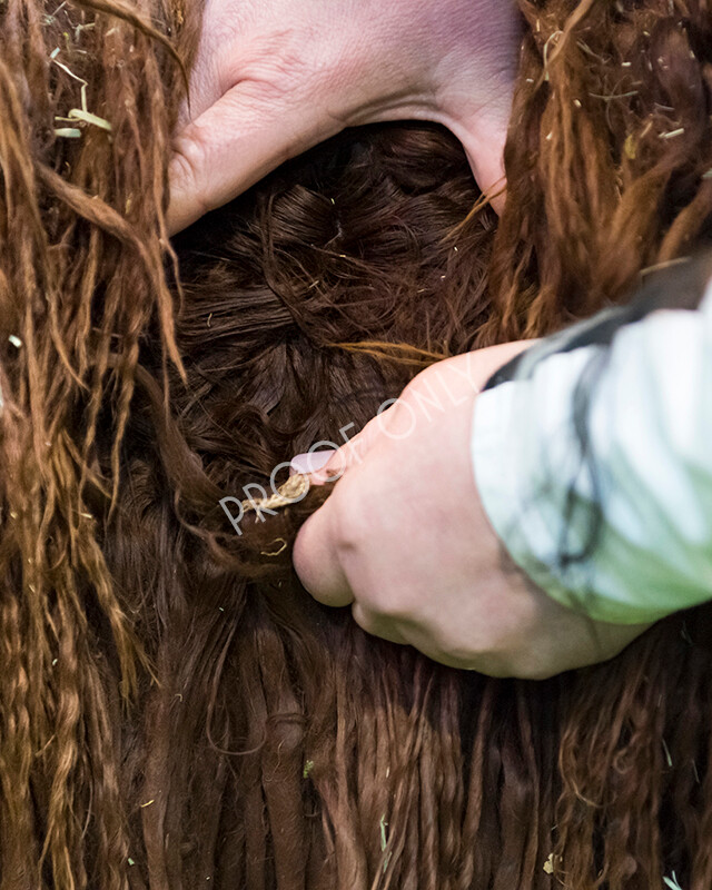 IWM5876 
 BAS National Show 2022 
 Keywords: Surrey Photographer, Alpacas, Suri, Huacaya, BAS National Show 2022, BAS' British Alpaca Society