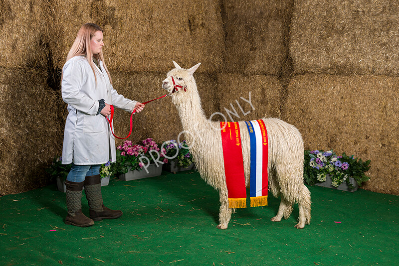 IWM7458 
 HoEAG Spring Fiesta 2022 
 Keywords: Surrey Photographer, Alpacas, Suri, Huacaya, HoEAG, Spring Fiesta, 2022, Heart of England Alpaca Group