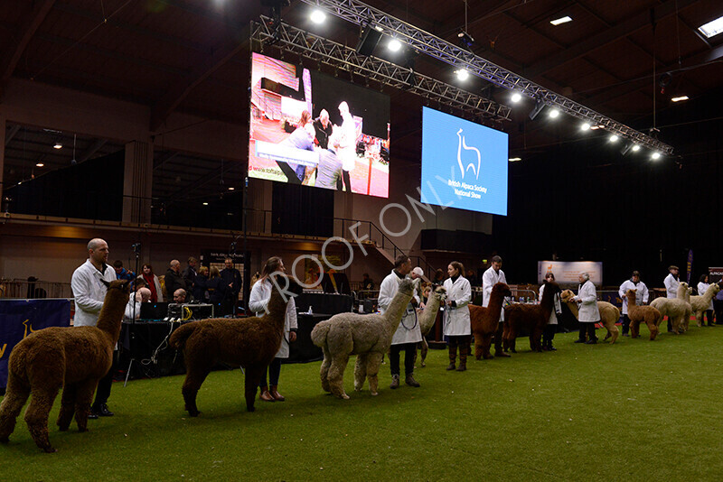 IWM0236 
 Photography of BAS National Show 2023 
 Keywords: Surrey Photographer, Alpacas, Suri, Huacaya, 2023, BAS, British Alpaca Society, Alpaca, Suri, Huacaya, Fleece Judging, Halter Show