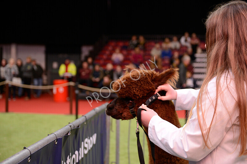 IWM9961 
 Photography of BAS National Show 2023 
 Keywords: Surrey Photographer, Alpacas, Suri, Huacaya, 2023, BAS, British Alpaca Society, Alpaca, Suri, Huacaya, Fleece Judging, Halter Show