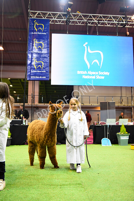 IWM5708 
 BAS National Show 2022 
 Keywords: Surrey Photographer, Alpacas, Suri, Huacaya, BAS National Show 2022, BAS' British Alpaca Society