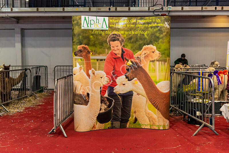 IWM0046 
 Photography of BAS National Show 2023 
 Keywords: Surrey Photographer, Alpacas, Suri, Huacaya, 2023, BAS, British Alpaca Society, Alpaca, Suri, Huacaya, Fleece Judging, Halter Show