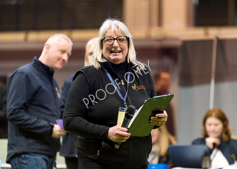 IWM4595 
 BAS National Show 2022 
 Keywords: Surrey Photographer, Alpacas, Suri, Huacaya, BAS National Show 2022, BAS' British Alpaca Society