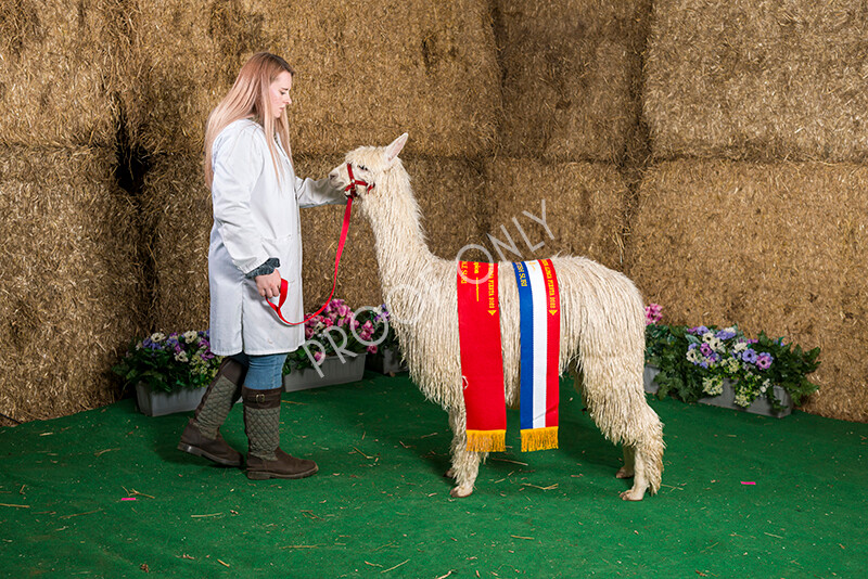 IWM7456 
 HoEAG Spring Fiesta 2022 
 Keywords: Surrey Photographer, Alpacas, Suri, Huacaya, HoEAG, Spring Fiesta, 2022, Heart of England Alpaca Group