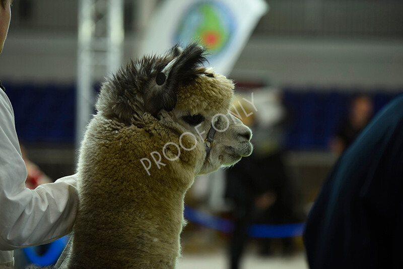 IWP3324 
 HOEAG Spring Fiesta 2024 
 Keywords: Heart of England Alpaca Group, Spring Fiesta 2024, Alpaca Show, Fleece Show Alpaca, Suri, Huacaya