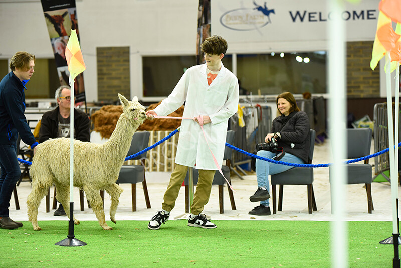 IWP3942 
 HOEAG Spring Fiesta 2024 
 Keywords: Heart of England Alpaca Group, Spring Fiesta 2024, Alpaca Show, Fleece Show Alpaca, Suri, Huacaya