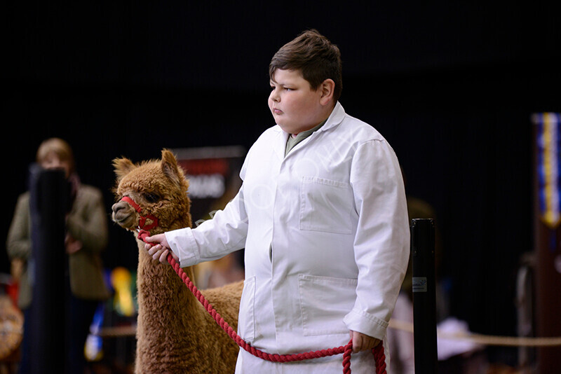 IWM9928 
 Photography of BAS National Show 2023 
 Keywords: Surrey Photographer, Alpacas, Suri, Huacaya, 2023, BAS, British Alpaca Society, Alpaca, Suri, Huacaya, Fleece Judging, Halter Show