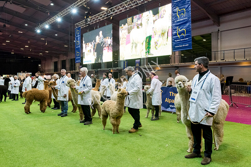 IWM6004 
 BAS National Show 2022 
 Keywords: Surrey Photographer, Alpacas, Suri, Huacaya, BAS National Show 2022, BAS' British Alpaca Society