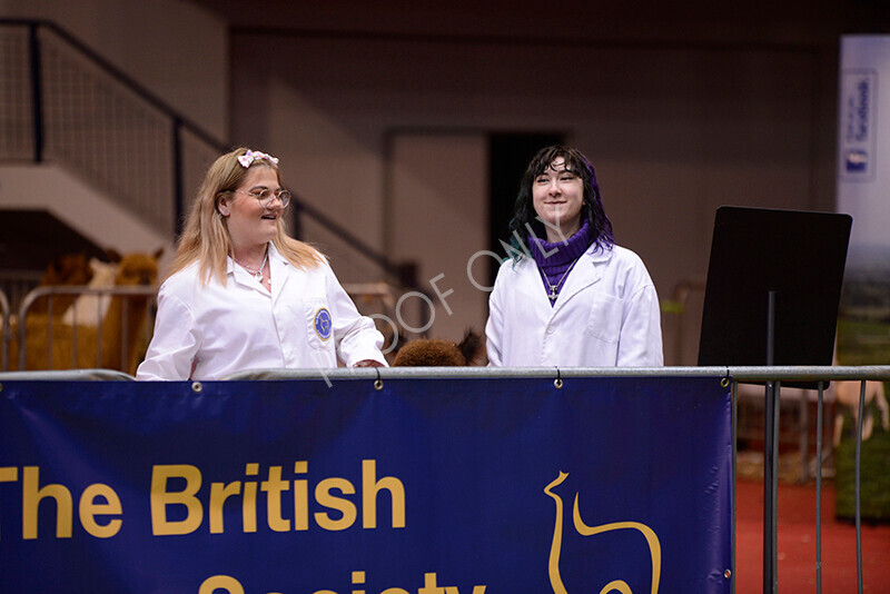 IWM9871 
 Photography of BAS National Show 2023 
 Keywords: Surrey Photographer, Alpacas, Suri, Huacaya, 2023, BAS, British Alpaca Society, Alpaca, Suri, Huacaya, Fleece Judging, Halter Show