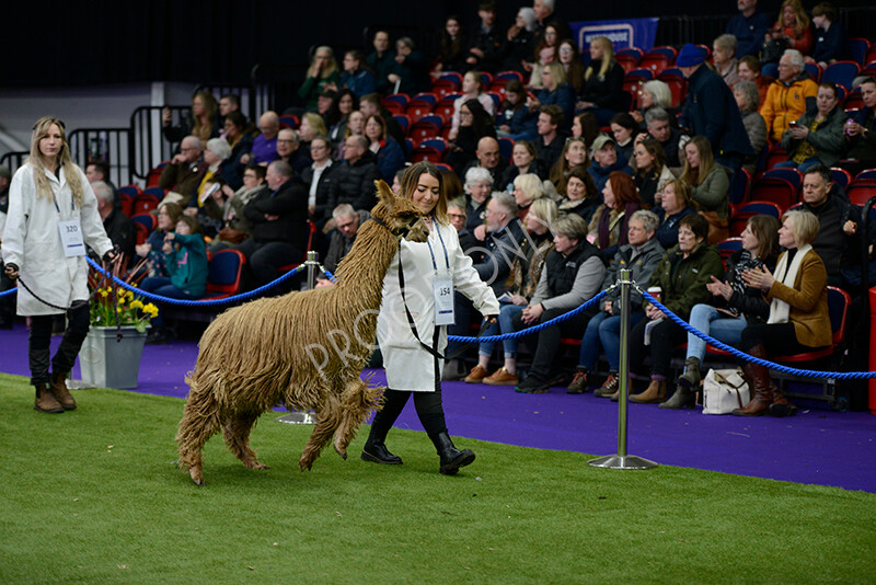 IWM5841 
 BAS National Show 2024 
 Keywords: British Alpaca Society, National Show, 2024, Champion of Champions Fleece Show, Alpaca, Suri, Huacaya