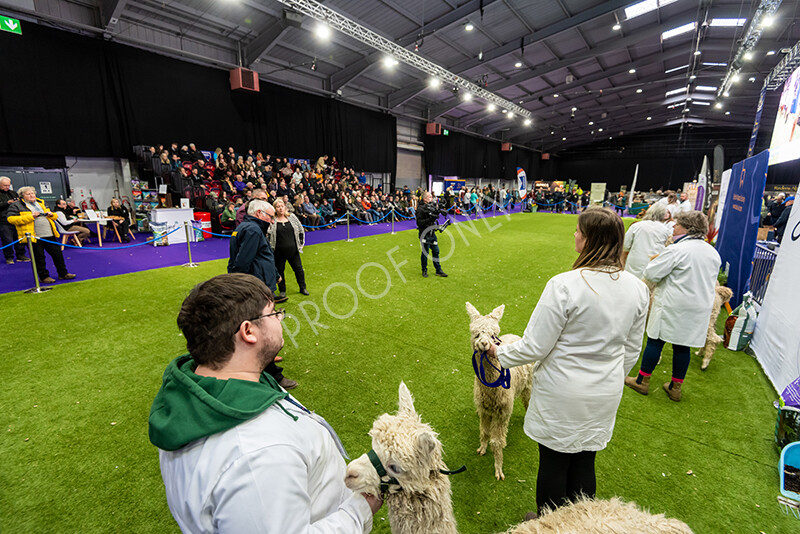 IWP1589 
 BAS National Show 2024 
 Keywords: British Alpaca Society, National Show, 2024, Champion of Champions Fleece Show, Alpaca, Suri, Huacaya