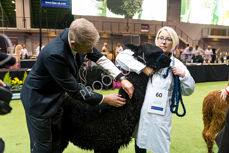 IWM5862 
 BAS National Show 2022 
 Keywords: Surrey Photographer, Alpacas, Suri, Huacaya, BAS National Show 2022, BAS' British Alpaca Society