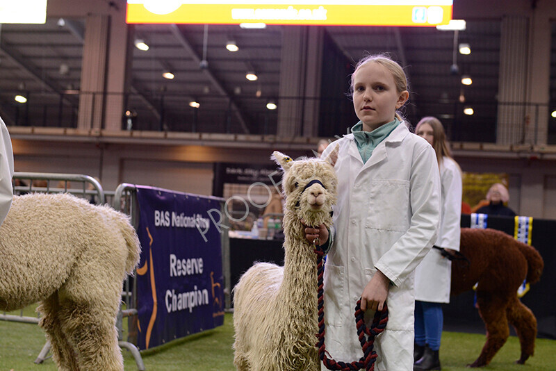 IWM9997 
 Photography of BAS National Show 2023 
 Keywords: Surrey Photographer, Alpacas, Suri, Huacaya, 2023, BAS, British Alpaca Society, Alpaca, Suri, Huacaya, Fleece Judging, Halter Show