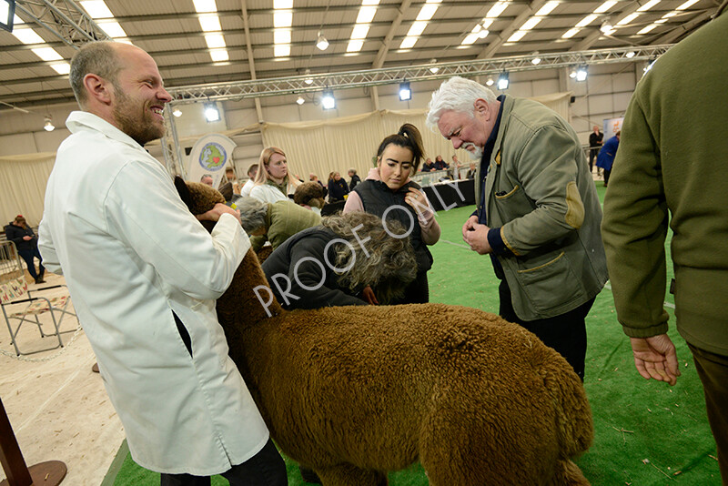 IWM7406 
 HoEAG Spring Fiesta 2022 
 Keywords: Surrey Photographer, Alpacas, Suri, Huacaya, HoEAG, Spring Fiesta, 2022, Heart of England Alpaca Group