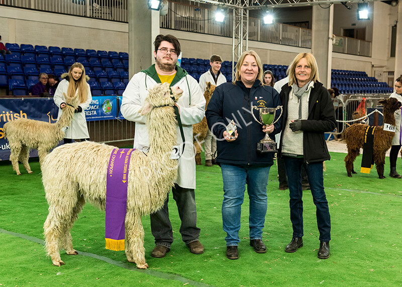 IWP8400 
 HoEAG Spring Fiesta 2022 
 Keywords: Surrey Photographer, Alpacas, Suri, Huacaya, HoEAG, Spring Fiesta, 2022, Heart of England Alpaca Group