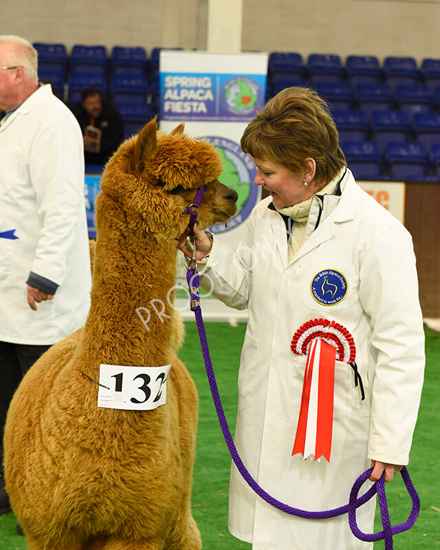 IWP7435 
 HoEAG Spring Fiesta 2022 
 Keywords: Surrey Photographer, Alpacas, Suri, Huacaya, HoEAG, Spring Fiesta, 2022, Heart of England Alpaca Group