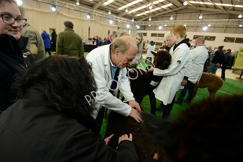 IWM7407 
 HoEAG Spring Fiesta 2022 
 Keywords: Surrey Photographer, Alpacas, Suri, Huacaya, HoEAG, Spring Fiesta, 2022, Heart of England Alpaca Group