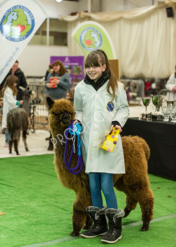 IWP7681 
 HoEAG Spring Fiesta 2022 
 Keywords: Surrey Photographer, Alpacas, Suri, Huacaya, HoEAG, Spring Fiesta, 2022, Heart of England Alpaca Group