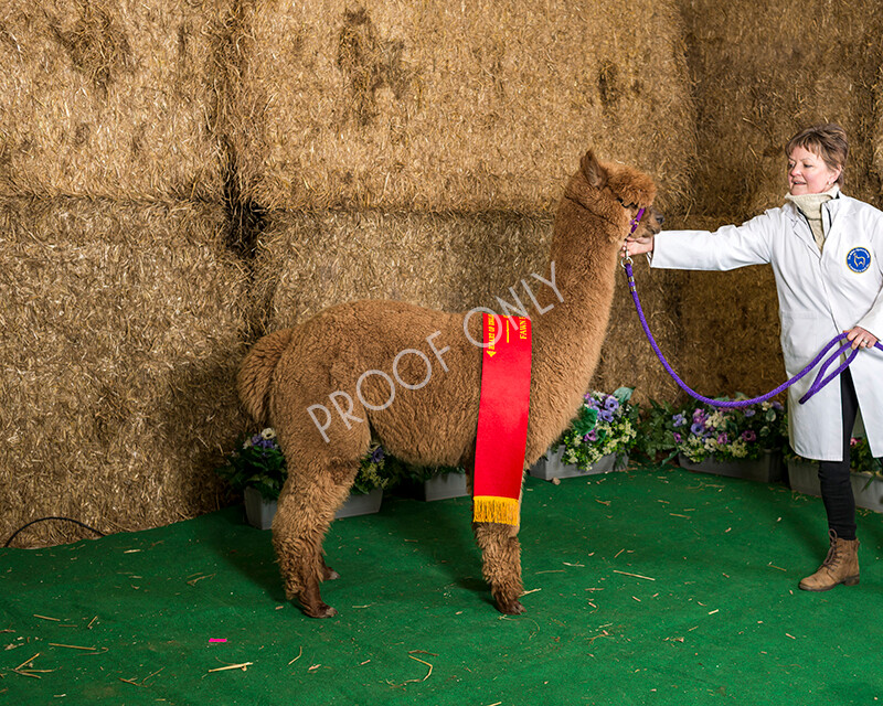 IWM7272 
 HoEAG Spring Fiesta 2022 
 Keywords: Surrey Photographer, Alpacas, Suri, Huacaya, HoEAG, Spring Fiesta, 2022, Heart of England Alpaca Group