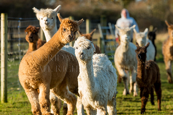 IWM0207 
 ALPACAS 
 Keywords: INGRID WEEL MEDIA LTD, ALPACAS, HUACAYA, SURI, BACKYARD ALPACA COMPANY, NORFOLK